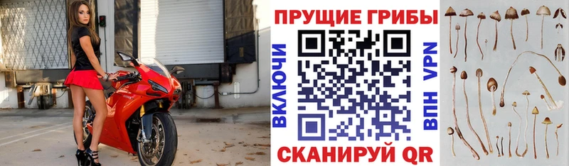 закладка  Краснотурьинск  Псилоцибиновые грибы GOLDEN TEACHER 